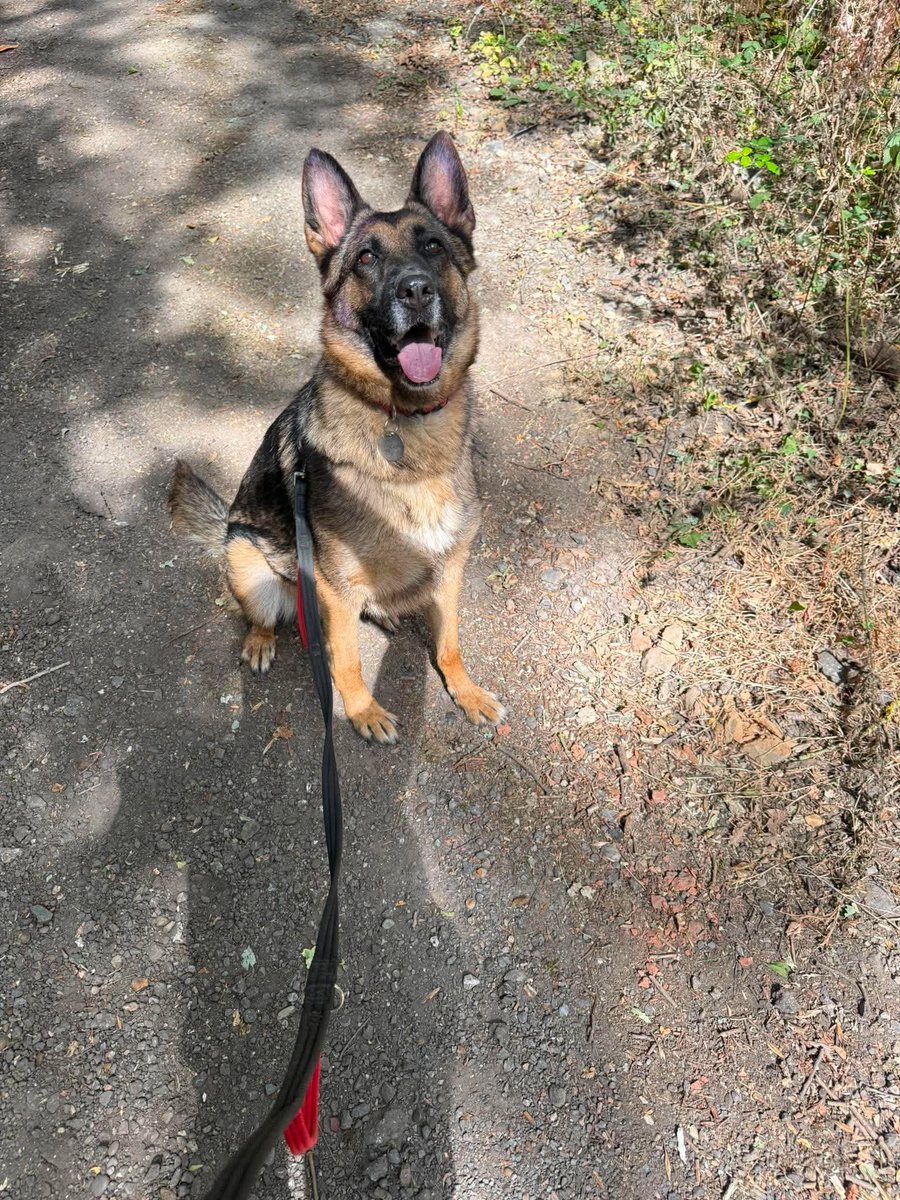 gsrescueelite's tweet photo. Anna is 4yrs old and she came to us in Aug 24 as she was being kept in a small shed with little interaction. Anna can live with older kids but will need an exp home as she has missed out on a lot home wise 
#dogs #germanshepherd #Essex 
https://t.co/40pcvJLaJ3 https://t.co/0A9tHsFHTR