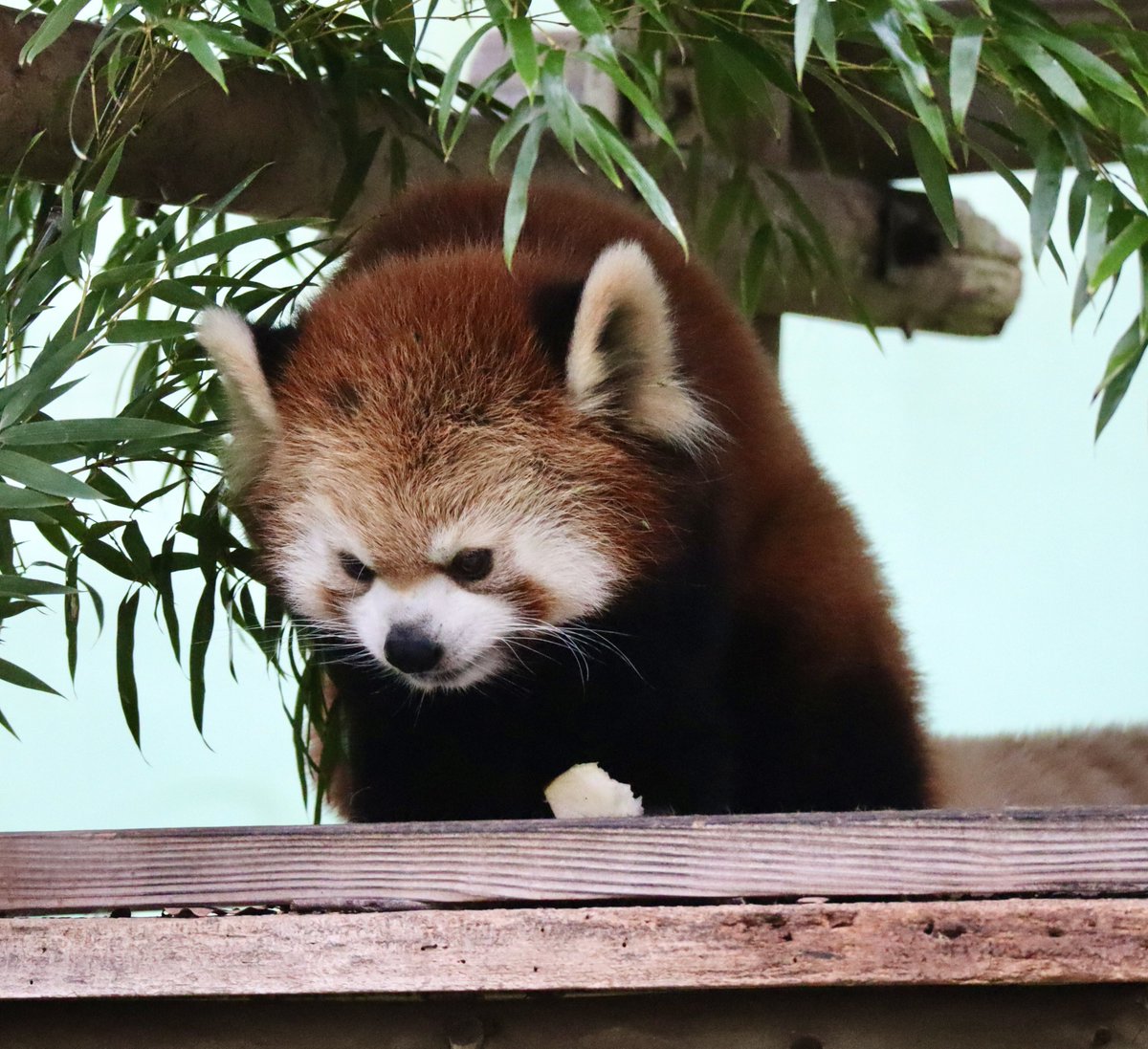 syan26667215's tweet photo. もっふもふタイヨウくん🐾
おりんごタイムの嬉しそうなお顔も
寝顔もとっても可愛いタイヨウくん
いつも癒されているよ🍀
2026.09.27 📷

#千葉市動物公園
#タイヨウ
#レッサーパンダ
#レッドパンダ https://t.co/MbPXpace8B