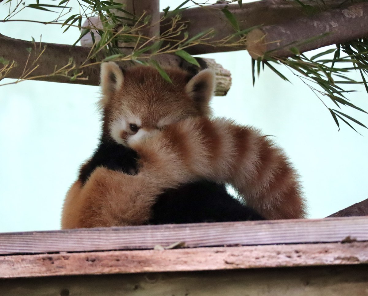syan26667215's tweet photo. もっふもふタイヨウくん🐾
おりんごタイムの嬉しそうなお顔も
寝顔もとっても可愛いタイヨウくん
いつも癒されているよ🍀
2026.09.27 📷

#千葉市動物公園
#タイヨウ
#レッサーパンダ
#レッドパンダ https://t.co/MbPXpace8B