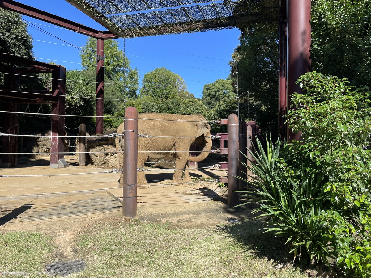 hina915's tweet photo. 10/1 #3good 
①子たちと上野動物園へ行ってきた🐘晴れてよかった☀️
②シチュー作った✨美味しかった😋
③㊗️結婚11周年突入〜🎉（なんとかもってます…） https://t.co/nVCiYdZW4W