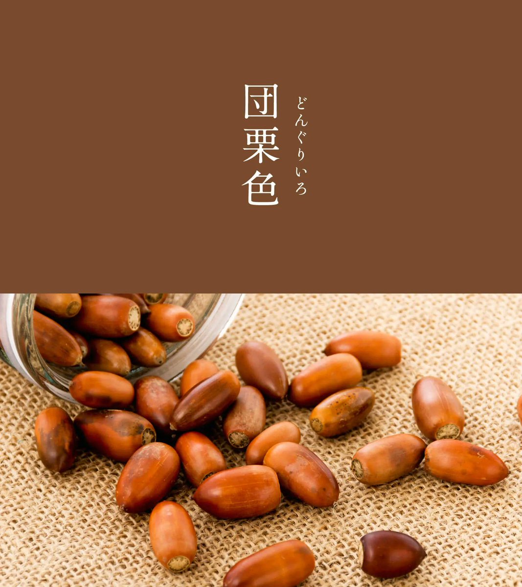 543life's tweet photo. 団栗色（どんぐりいろ）｜#にっぽんのいろ

茶色を何層にも塗り重ねたような深い奥行きがあります。
その焦茶色は、成熟した団栗の皮の色にちなみます。森や山、木によって色も形も異なる団栗。森の恵みが生み出した多様な色合いが厳かなオーラを放ちます。

10月のにっぽんのいろは、暦生活のサイトからご覧いただけます🌖
https://t.co/tLjrodXcf6