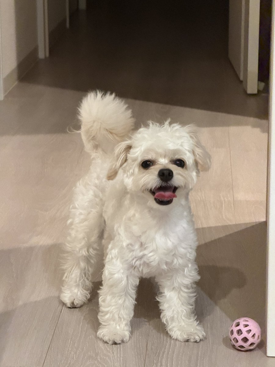 heli_tesla's tweet photo. 看板犬のヘリちゃん🚁監修です！

吟味に吟味を重ねて商品選定したので是非ご購入ください！！ https://t.co/DZ7LKGaU0h