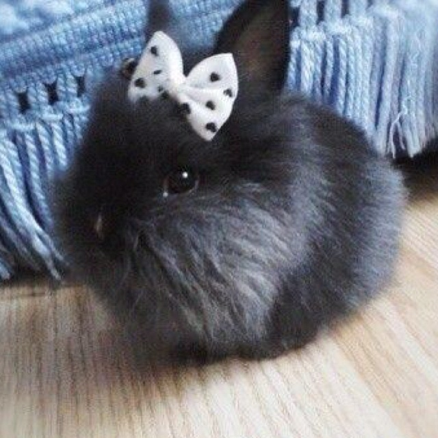 ashyaywoohoo's tweet photo. i am so coquette little and tiny https://t.co/mlJw4PiVRw