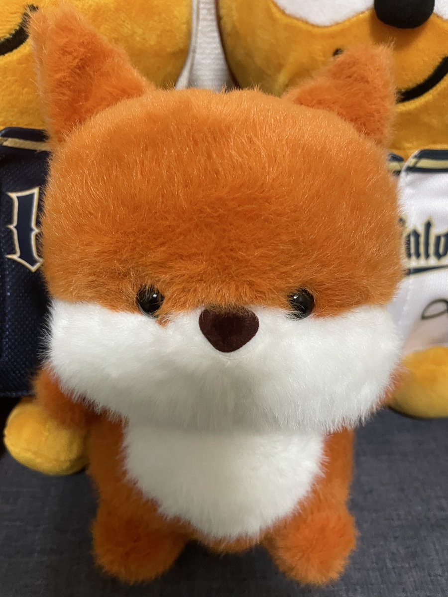 mamemameta222's tweet photo. 新キャラ🌟
手短くて可愛いなぁ🤭笑🦊 https://t.co/EuoQAG4U5h