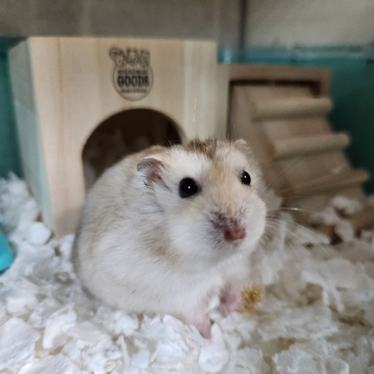 my_hmgmouse's tweet photo. #今日のこぱん https://t.co/vib7KG1koI