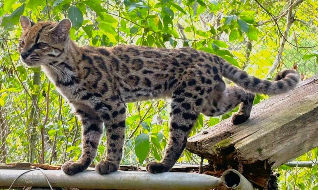 StandardIssueUK's tweet photo. In this week's BT, Mickey looks at the case of the Cornell Seven, as well as what Burnham has planned for Britain. Which may happen. At some point. Hannah's back on the sport, and there's a dispute over which is the cutest newly-discovered species. https://t.co/QVVjppjqKF https://t.co/pnbDiNYtXp