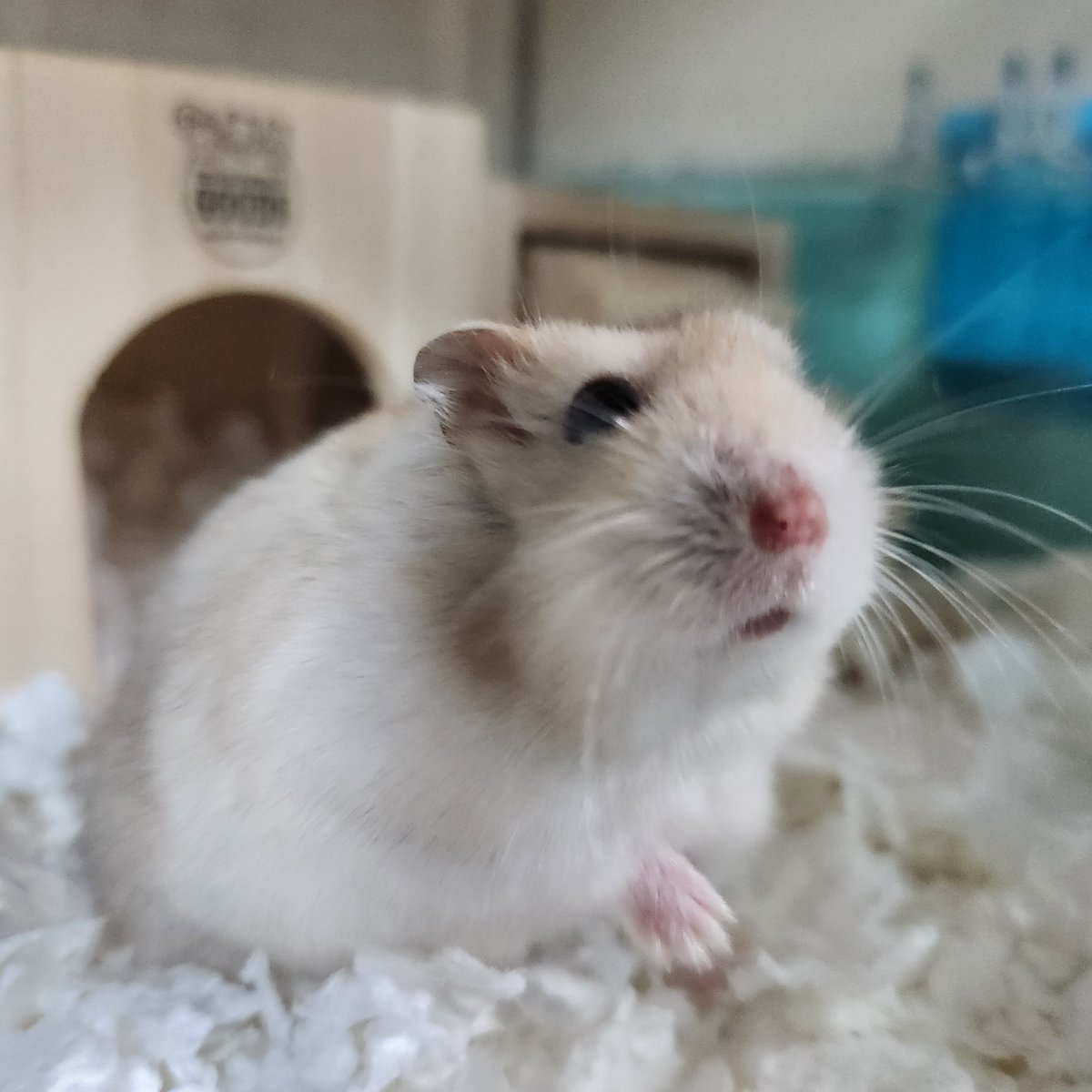 my_hmgmouse's tweet photo. #今日のこぱん https://t.co/vib7KG1koI