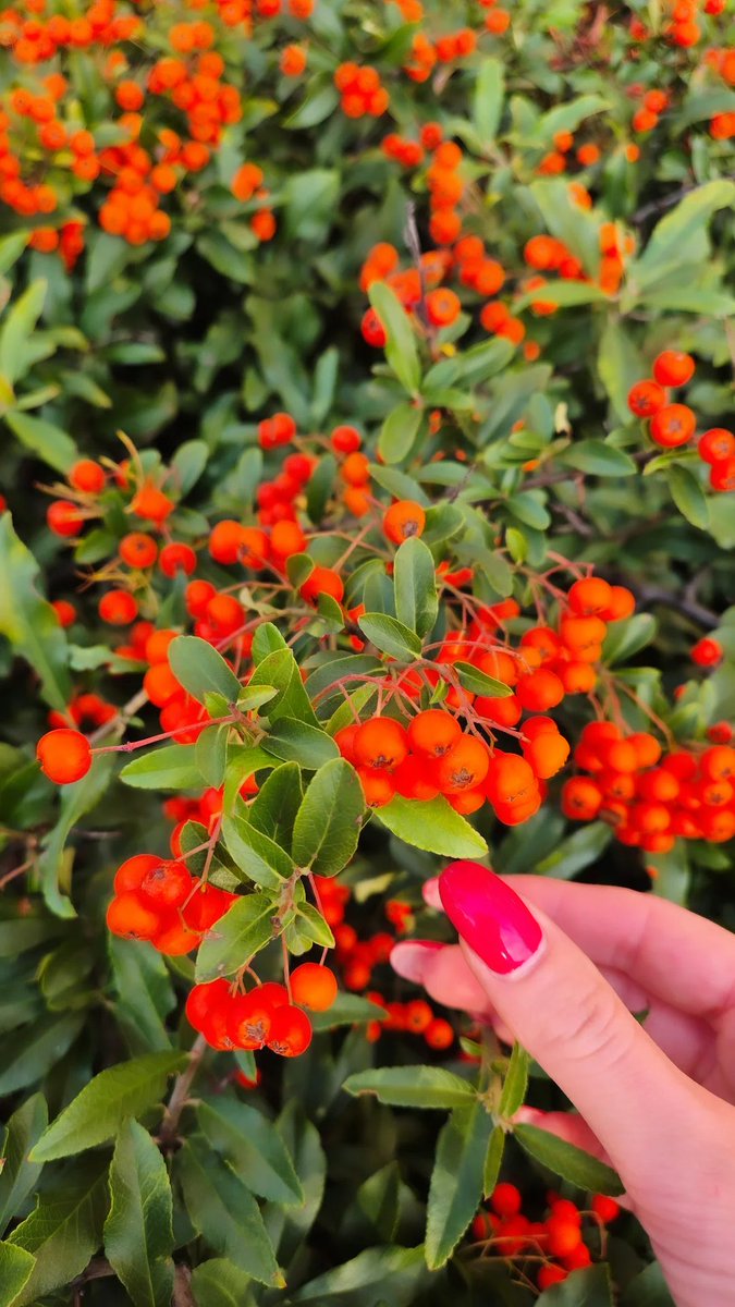 Mtigrel_37's tweet photo. @AriMaj_official #Firethorn or #Pyracantha (#PyracanthaCoccinea)

In autumn and winter, the flowers develop into massive clusters of vibrant berries.

They are an essential food source for birds during the colder months.

Its branches have sharp, rigid thorns. https://t.co/jsaOTU8a0X