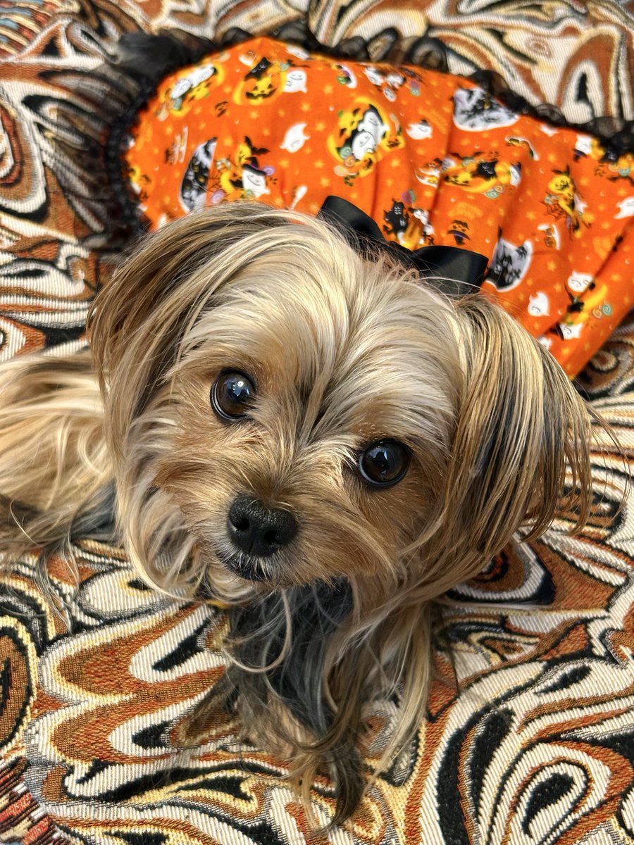 OhWAN_Shop's tweet photo. ゴロンはラテち、この子はモカち🫶🏻🧡

 #ヨークシャーテリア https://t.co/6Lsfv7MoE0