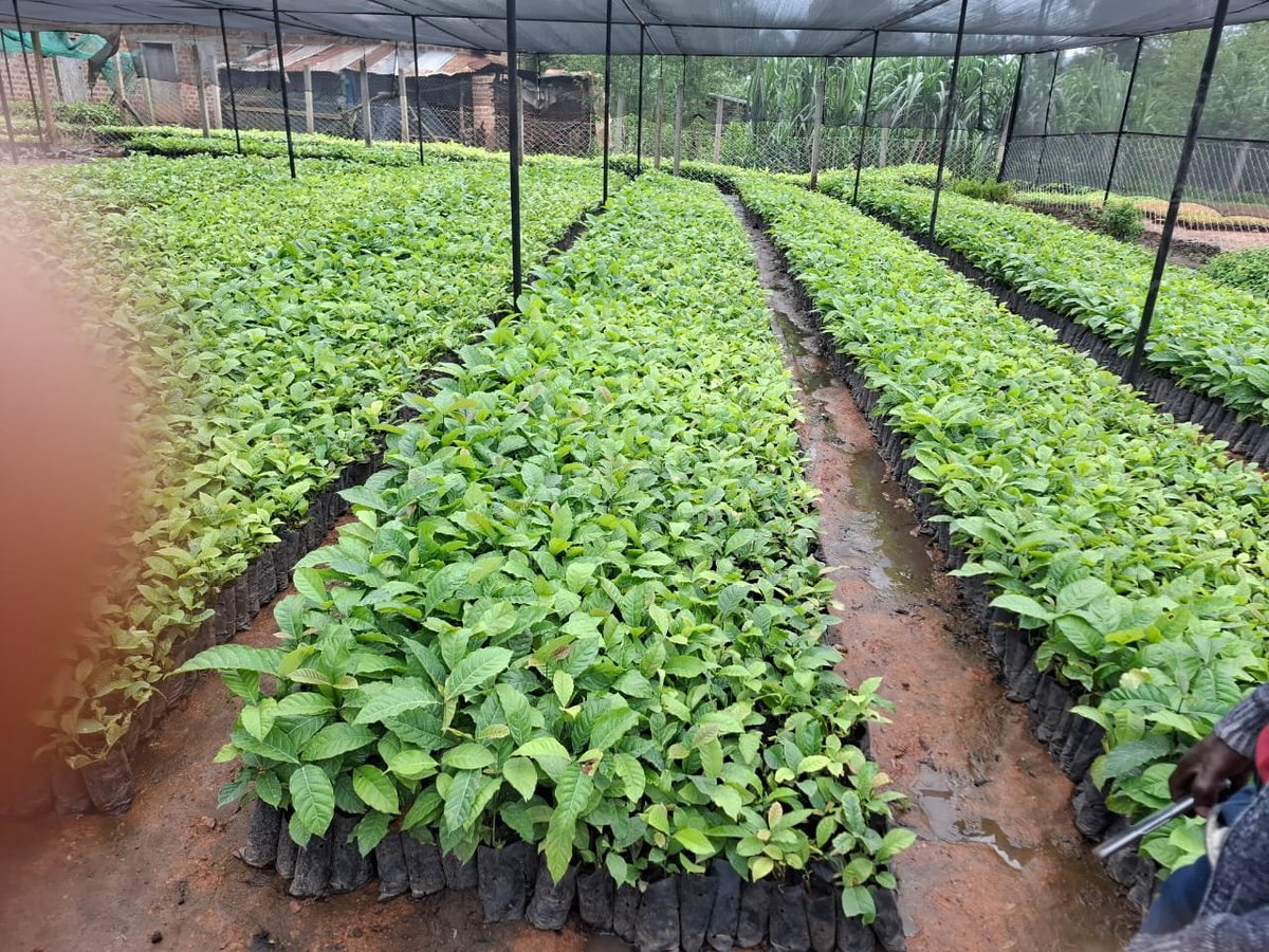 NaCORIUganda's tweet photo. ☕ Happy International Coffee Day 2026! 🇺🇬

On this International Coffee Day, we renew our commitment to research, innovation, quality, and sustainability for a stronger and more prosperous coffee sector.

Celebrating Uganda’s coffee today, growing its future tomorrow. 🌱☕ https://t.co/21iYeN9OHf