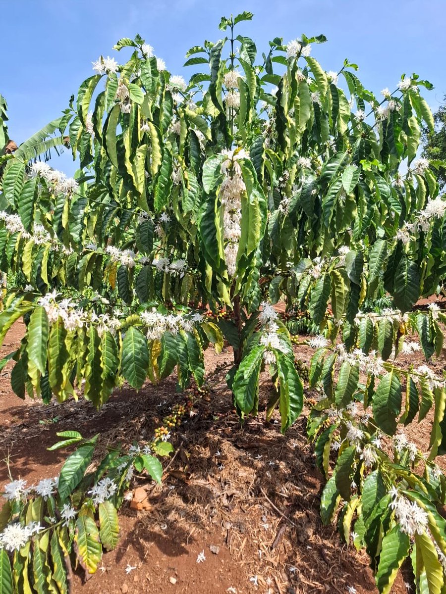 NaCORIUganda's tweet photo. ☕ Happy International Coffee Day 2026! 🇺🇬

On this International Coffee Day, we renew our commitment to research, innovation, quality, and sustainability for a stronger and more prosperous coffee sector.

Celebrating Uganda’s coffee today, growing its future tomorrow. 🌱☕ https://t.co/21iYeN9OHf