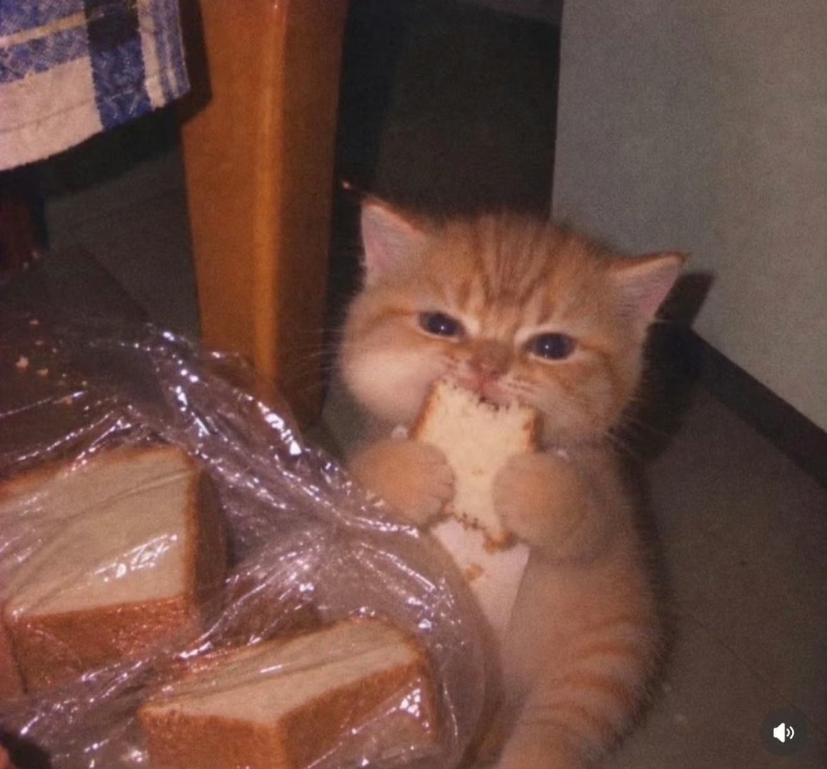 kittyuxixis's tweet photo. My Kitty exactly the same https://t.co/5KDdXahP9E