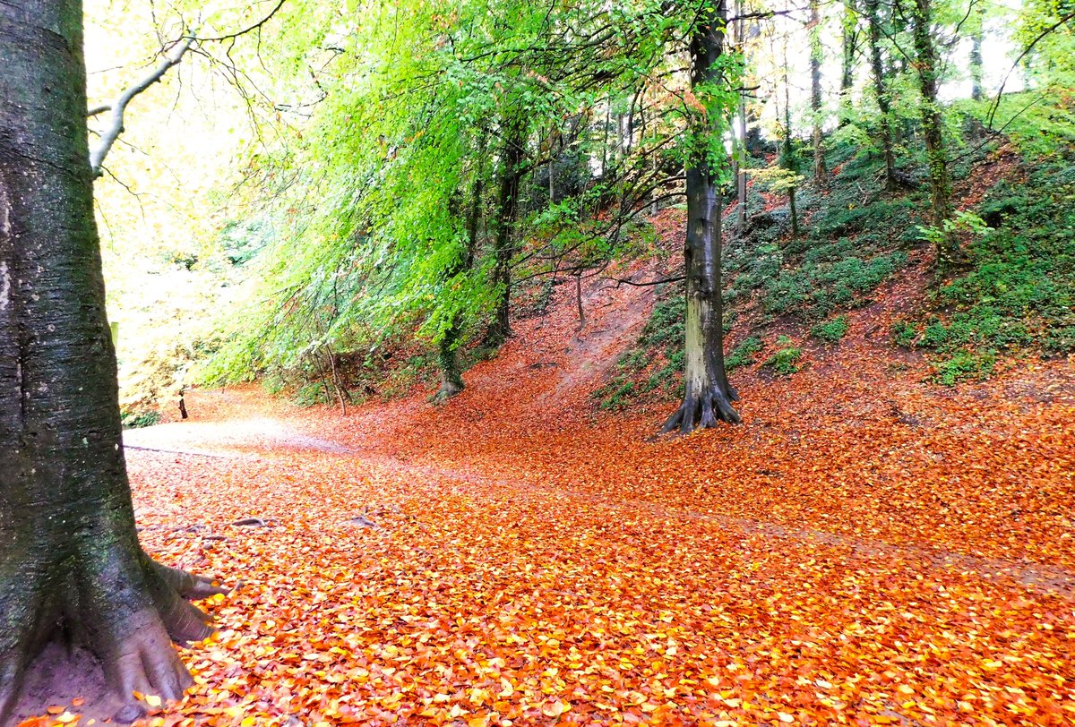 IanW1985's tweet photo. Celebrating #Lincolnshireday  and #Autumn🌄🍂🍁
@peter_levy @kerriegosneyTV @Hudsonweather https://t.co/IU1HlxKnr3