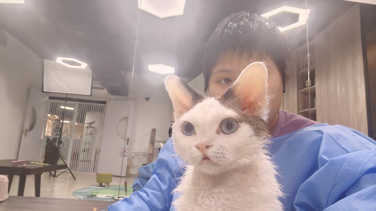 TeresiaFrom1lf's tweet photo. Mi gatito Mochi ya pasó de un gatito pequeo a un compaero juguetón de 6 meses  Cada día es una nueva aventura con él! https://t.co/1BL0HyOeHc