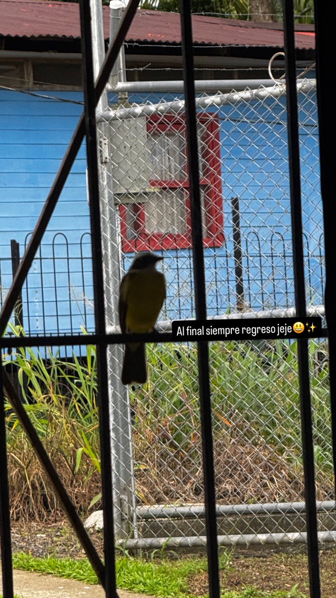 Blu3sagee's tweet photo. In recent weeks a little bird visits me every day, I feel like the Disney princess, I thought I had a broken wing, but one day I confirmed that it's okay
But I keep wondering why it's still there?
#Question #animals #Bird https://t.co/wuGmFWY7FB
