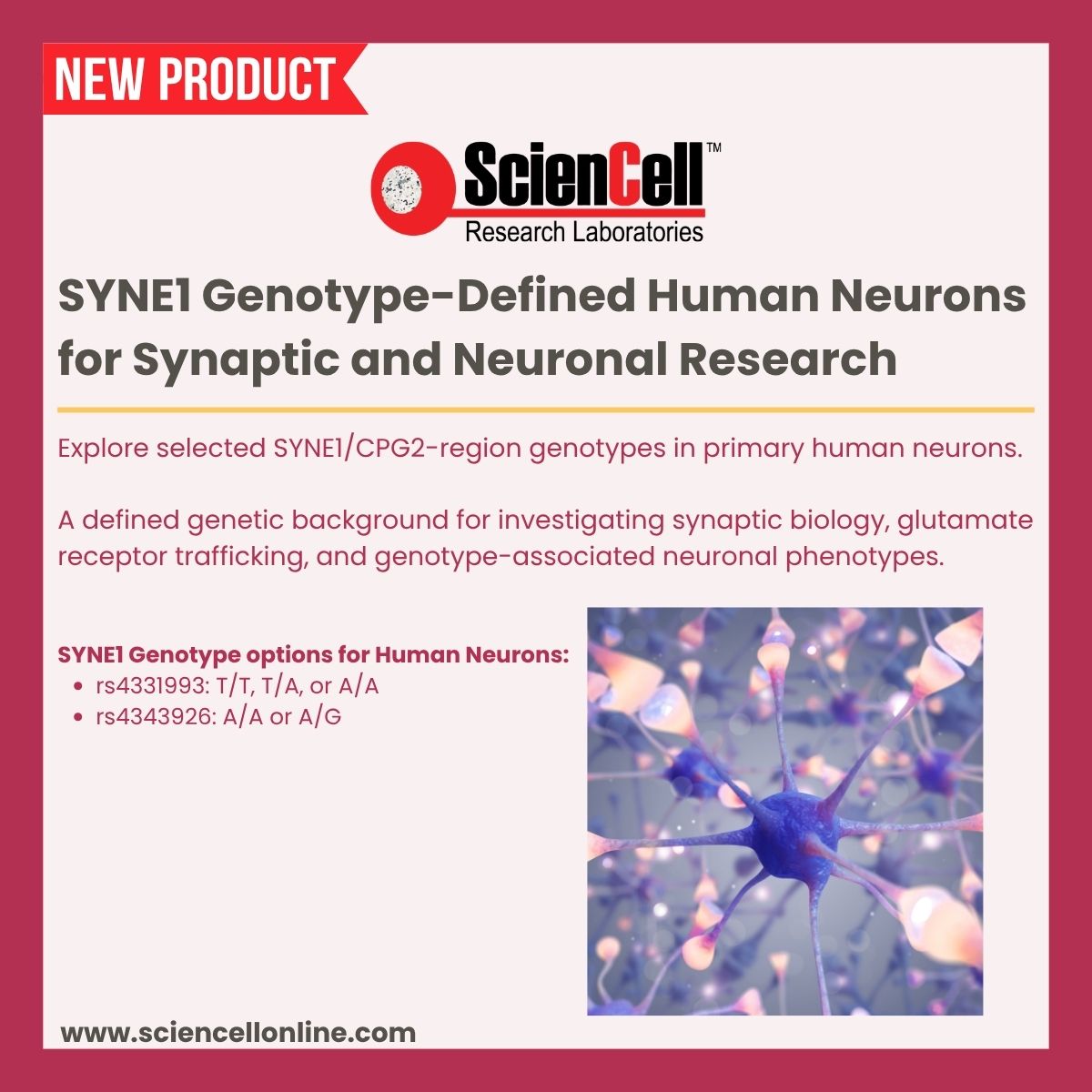 sciencell's tweet photo. 🧠 Study SYNE1/CPG2 in synaptic plasticity and neuronal function.
ScienCell’s SYNE1 genotype-defined cells feature rs4331993 and rs4343926 variants for research on glutamate receptor trafficking.
#SYNE1 #Neuroscience #CPG2 https://t.co/Q1ZilET2P8
