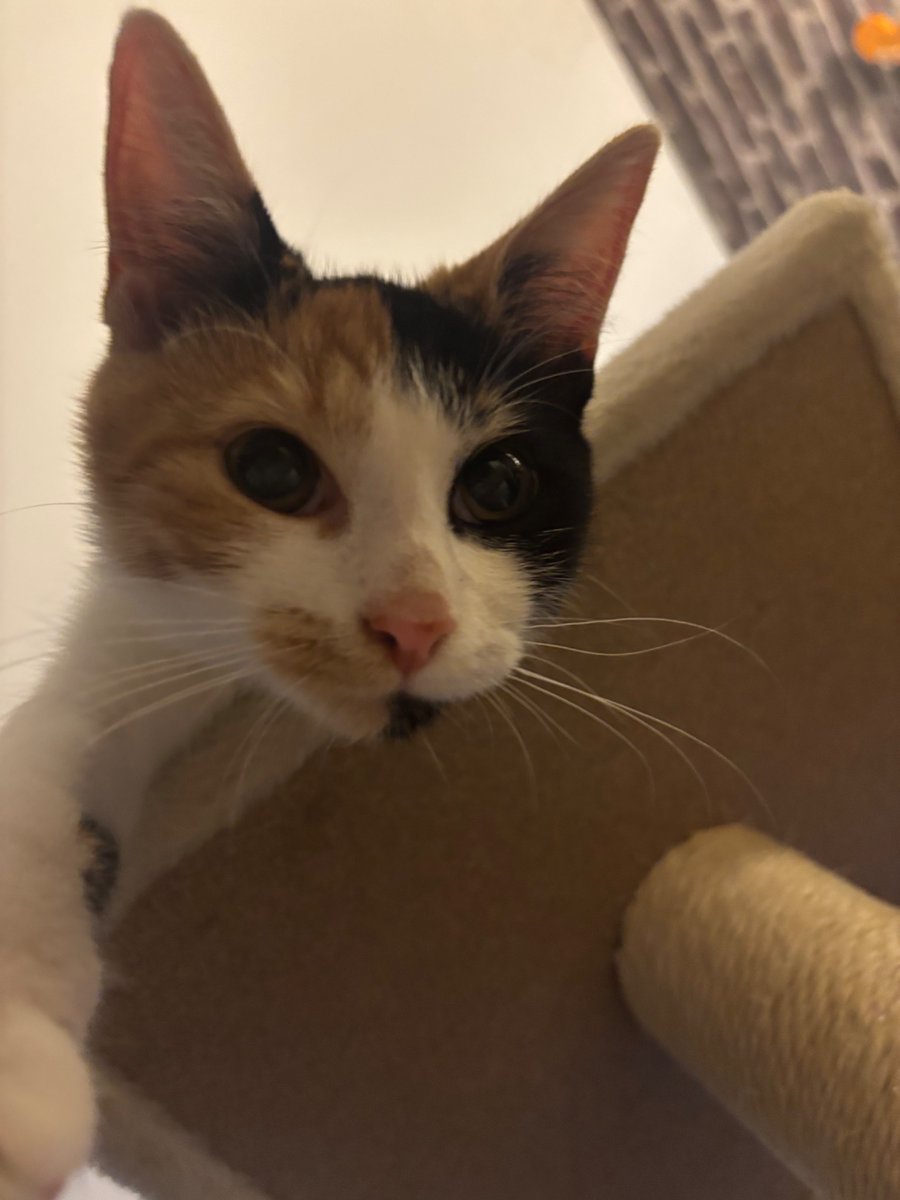 bugscotti's tweet photo. harley https://t.co/wwXalaj3ab