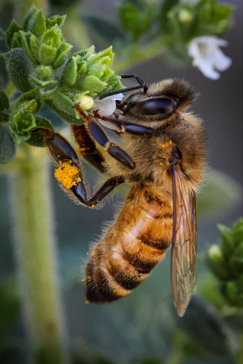 CraftyLilBitch's tweet photo. @Justtdavid_ Caught this little bee grabbing a snack from my basil plant. https://t.co/LVG5Wgrkka