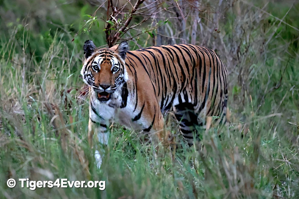 Tigers4Ever2010's tweet photo. Can you imagine being born in the wild as one of fewer than 6000 wild #Tigers left on Earth? Every wild #Tiger depends on protected habitat, abundant prey and human support for #Conservation. Help us keep their hope alive. 🐯https://t.co/7rchvo2NCf https://t.co/SWodZJvkf7