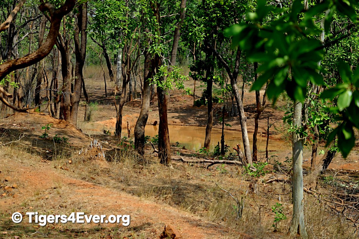 Tigers4Ever2010's tweet photo. Can you imagine being born in the wild as one of fewer than 6000 wild #Tigers left on Earth? Every wild #Tiger depends on protected habitat, abundant prey and human support for #Conservation. Help us keep their hope alive. 🐯https://t.co/7rchvo2NCf https://t.co/SWodZJvkf7