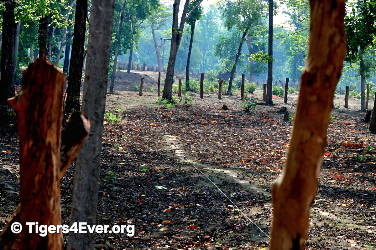 Tigers4Ever2010's tweet photo. Can you imagine being born in the wild as one of fewer than 6000 wild #Tigers left on Earth? Every wild #Tiger depends on protected habitat, abundant prey and human support for #Conservation. Help us keep their hope alive. 🐯https://t.co/7rchvo2NCf https://t.co/SWodZJvkf7