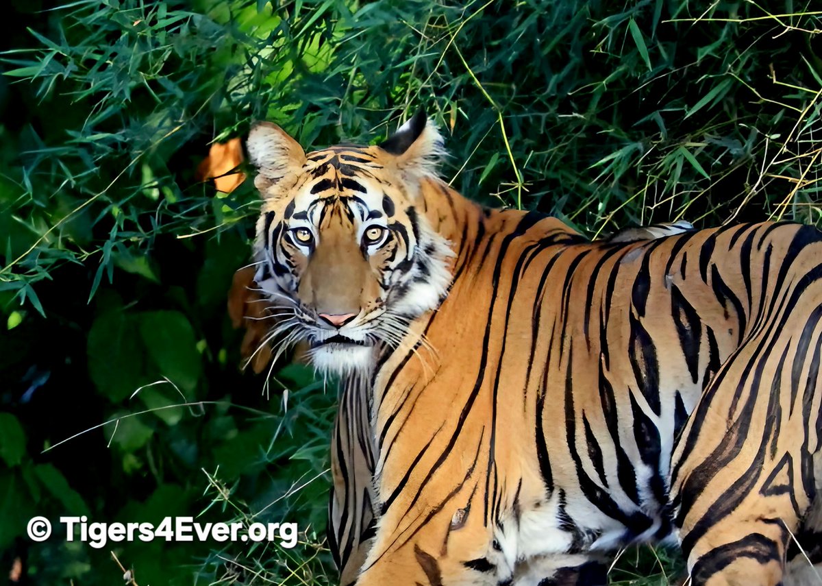 Tigers4Ever2010's tweet photo. Can you imagine being born in the wild as one of fewer than 6000 wild #Tigers left on Earth? Every wild #Tiger depends on protected habitat, abundant prey and human support for #Conservation. Help us keep their hope alive. 🐯https://t.co/7rchvo2NCf https://t.co/SWodZJvkf7