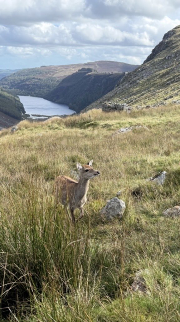 Pres_Carlow's tweet photo. Some lovely images from the @Pres_Carlow Transition Year #Gaisce trip to Glendalough! @CeistTrust 2/3 https://t.co/LLcTwKTujQ