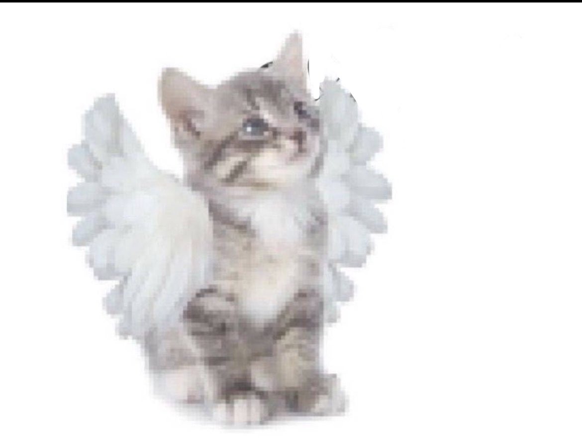callmelno55's tweet photo. one day i’m gonna fly away. https://t.co/PDDwJ09hrA