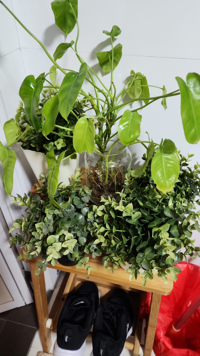 JenaeEeemz's tweet photo. Quieres aprender algo nuevo La jardinería en macetas es perfecta para principiantes: necesitas poco espacio y te llena de paz. Empieza hoy! https://t.co/vcsRMgGxEp