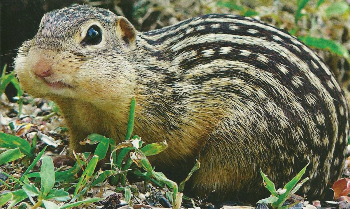 eat5G's tweet photo. Happy Thirteen lined ground squirrel Thursday to those who celebrate https://t.co/qty9Va9Fw8