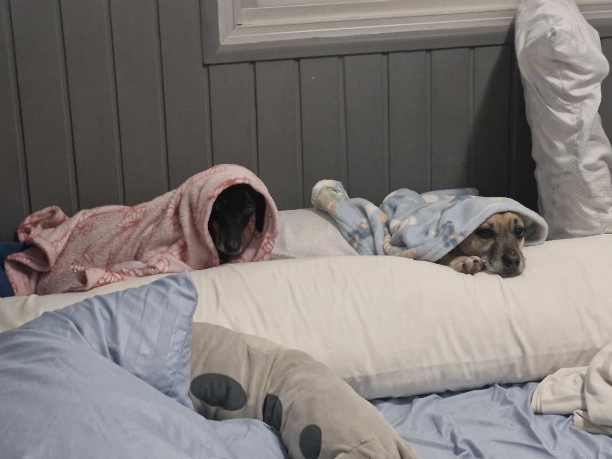 M4rpheus's tweet photo. @imisskeyleth Eu nunca vi uma cachorra tão dada quanto a Guioza (esq). Ela tá sempre no colo de alguém. Se eu virar pro lado ela já foi embora com a primeira pessoa que tentou dar carinho. O Nacho (dir) já é mais na dele https://t.co/v2vAlVAFSA