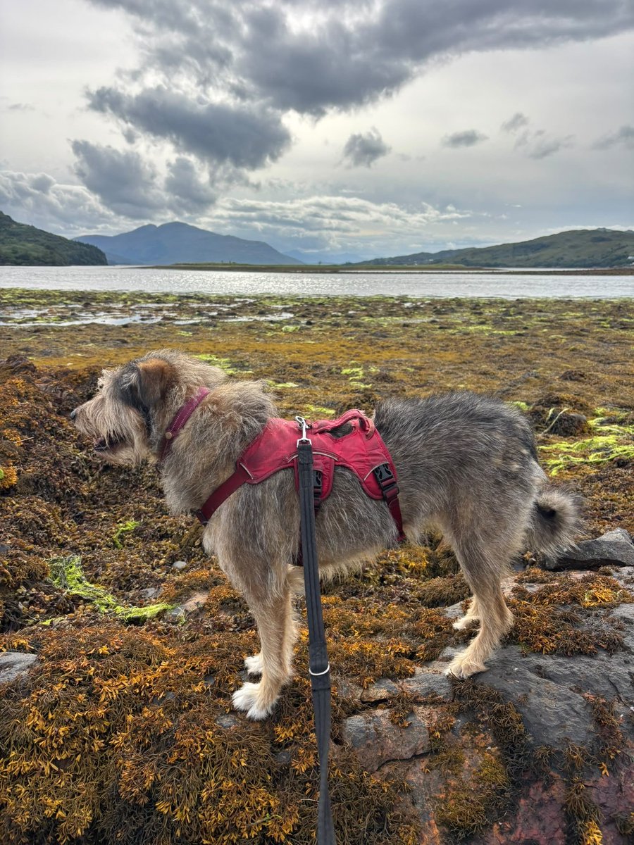 millypod1's tweet photo. FLORI HOME SAFE. THANKS FOR RT's 😊🐕🐾

🆘26 SEPT 2026 #Lost Flori #ScanMe
Cross Breed Female 
Eilean Donan Castle #IV40 #EileanDonan 
County #Kyle #WesternIsles #Scotland #A87 
Missing since Saturday  PLEASE SHARE https://t.co/gJpvNwIpvK https://t.co/I0dMy5ONLG