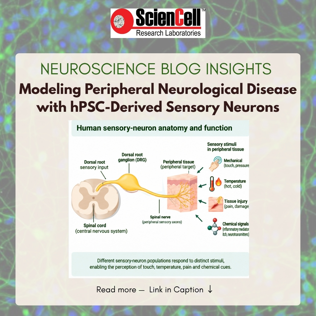 sciencell's tweet photo. How can hPSC-derived sensory neurons improve peripheral neurological disease modeling?
Human sensory neurons detect mechanical, thermal, chemical, and injury-related stimuli. ScienCell’s latest blog explores how hPSC-derived sensory neurons can support studies of sensory signal. https://t.co/fZfJGyq8PE