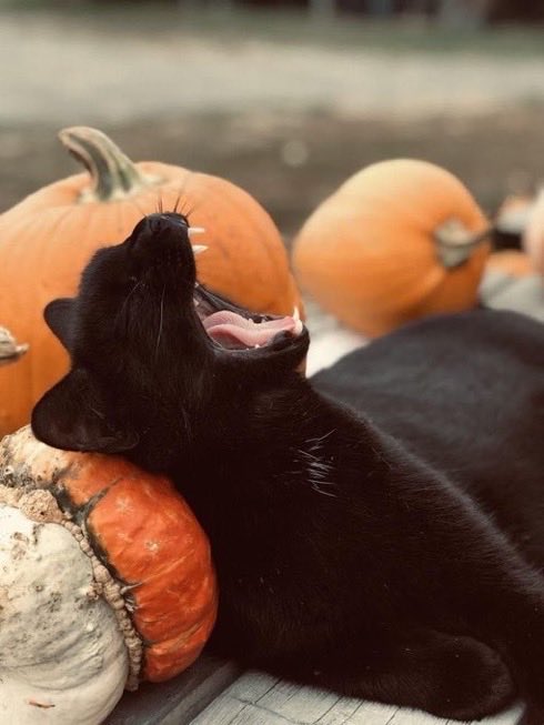 felinerespecter's tweet photo. IT’S OCTOBER 30TH https://t.co/wf9JLti6YJ
