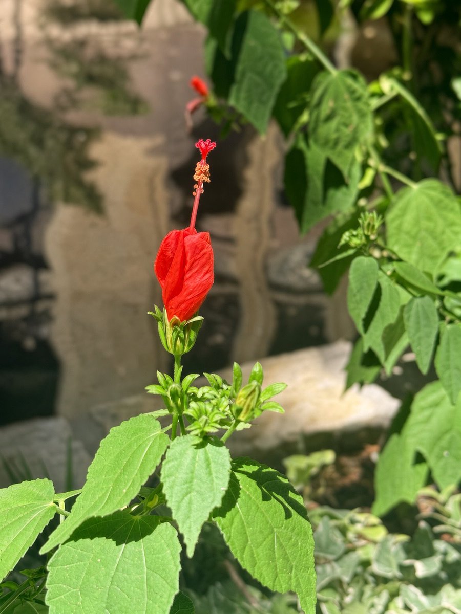 Thru_J_Eyes's tweet photo. One open bloom, a whole row of buds waiting their turn. Patience looks good in red. ୭̥°⋰˚❤️
#ThroughMyEyes #OneDayAtATime #NatureMoments #FallColor #QuietLuxuryOfOutside #Photography #BeginnersPhotography https://t.co/wwikfRtTlE