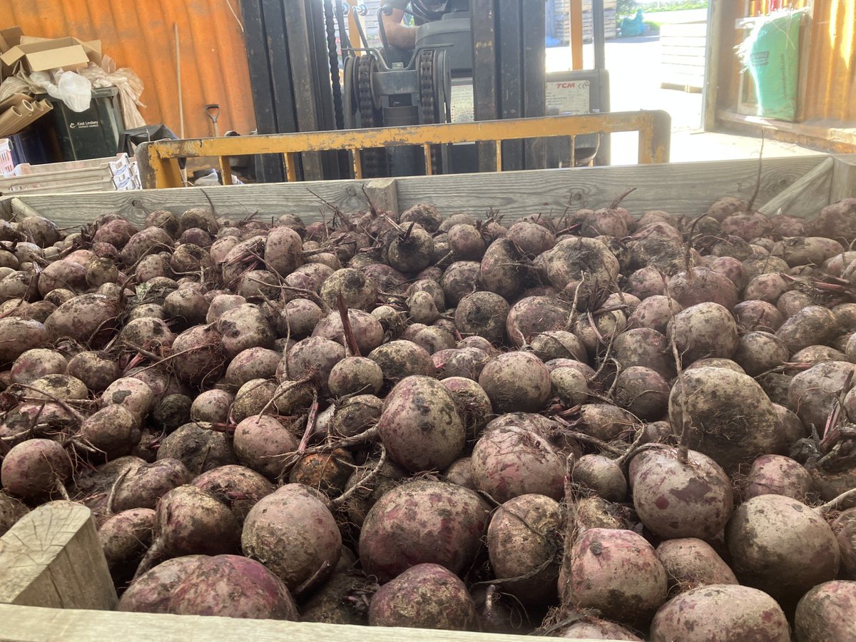 Organic_pam's tweet photo. If my responsibility in the business is sales, I'm not doing a very good job. How quiet we are is uncanny. "Make the most of it" says Clyde. For something to do we lifted #beetroot coming up beautiful clean but we stopped in order to leave some for bunching as tops are still good https://t.co/mTiqtf2Mnx