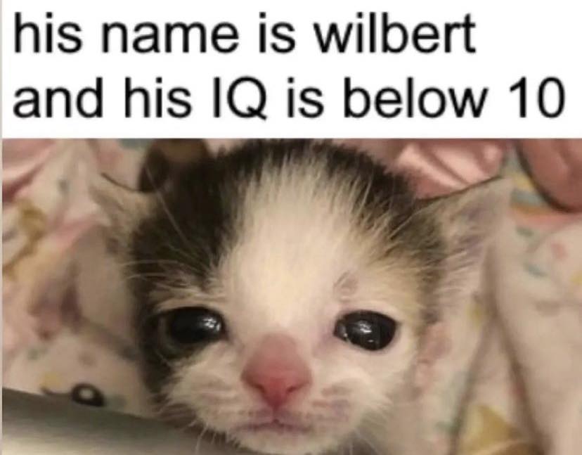 PunchingCat's tweet photo. https://t.co/VEag4EeN9L