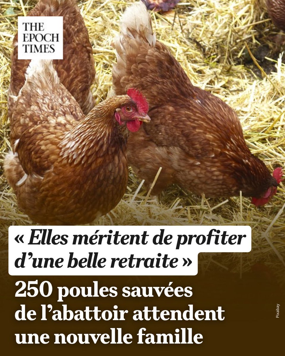 EpochTimesFR's tweet photo. « Ce sont des poulettes de 18 mois, très vives et sociables », indique l'association Les Amis de Noé 34.👉️ https://t.co/MIlZPaudIQ

Issues d’un élevage bio, 250 poules rousses de 18 mois ont évité l’abattoir. L’association Les Amis de Noé 34, à Poussan (Hérault), les propose à l’adoption pendant tout le mois d’octobre.