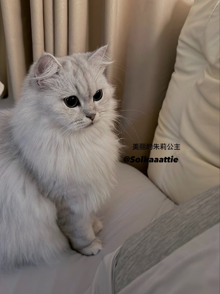 Solkaaattie's tweet photo. 再漂亮的小猫睡前也要用清洁口喷哦 https://t.co/mdl0G69aqs