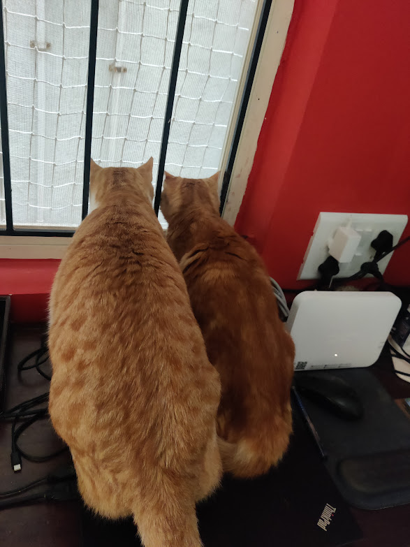scharada_d's tweet photo. Oooh, my favourite trend! #CatsOnTwitter
#Putta #Kukumai #Laddoo #Bujji https://t.co/hYyuZ1GQdh