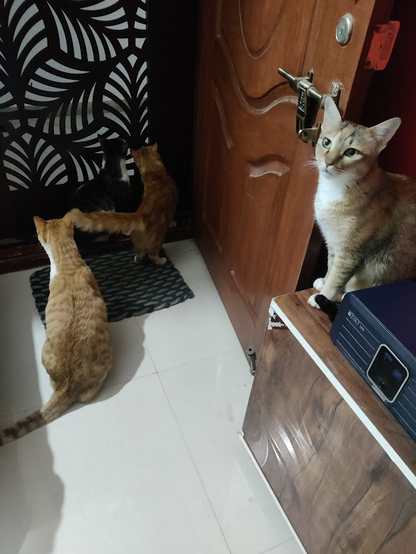 scharada_d's tweet photo. Oooh, my favourite trend! #CatsOnTwitter
#Putta #Kukumai #Laddoo #Bujji https://t.co/hYyuZ1GQdh