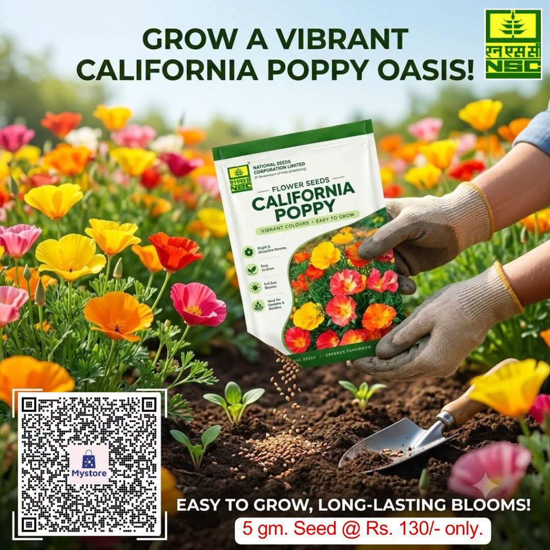 NSCLIMITED's tweet photo. 🌸अपने बगीचे को California Poppy के जीवंत और लंबे समय तक खिलने वाले खूबसूरत फूलों से सजाएं!

NSC के ऑनलाइन स्टोर से 100 ग्राम बीज का पैक अभी ऑर्डर करें@ https://t.co/M96e9JwXRd मात्र 180/-₹ में|

#CaliforniaPoppy #FlowerSeeds #GardenDecoration #HomeGardening #VibrantBlooms https://t.co/9DhZCZwgWF