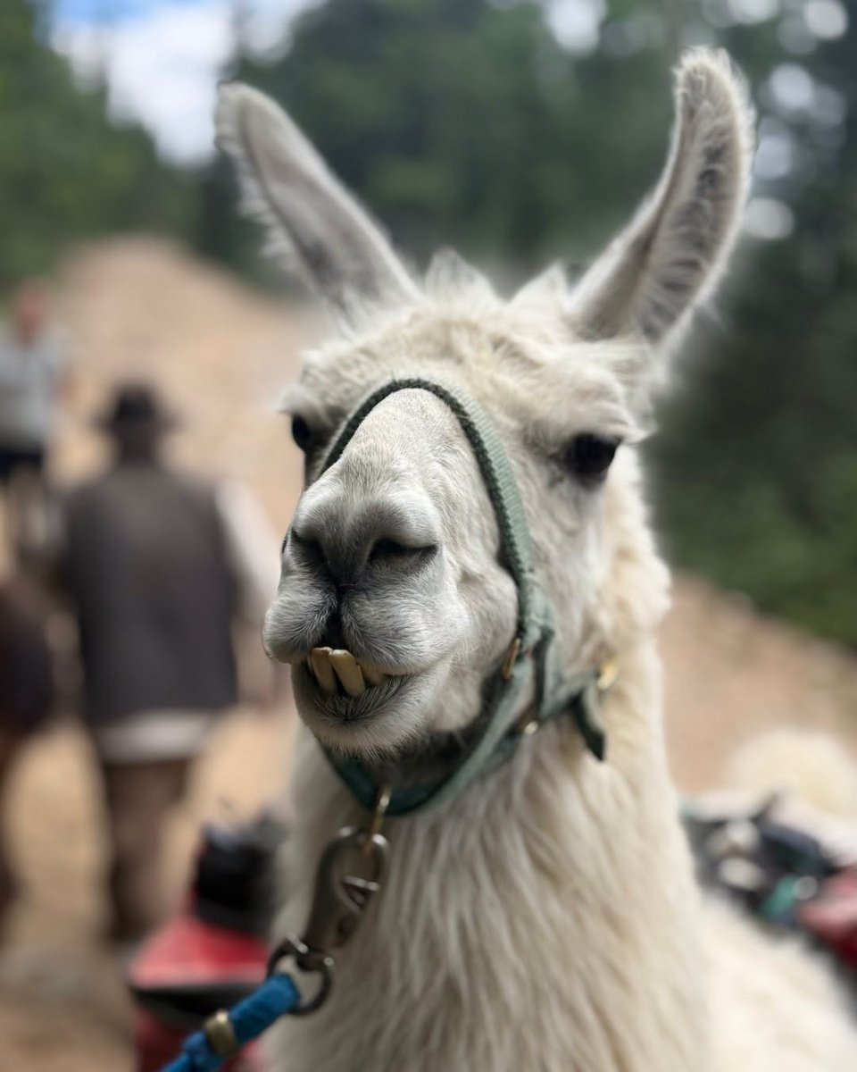 Airstream_Inc's tweet photo. Camp Airstream: Santa Fe is in full swing!

From hiking with llamas to painting pottery, Camp Airstream: Santa Fe is an exceptional and hassle-free experience you don't want to miss. 

There are still spots available, reserve yours now: https://t.co/pPgZtN5qMA https://t.co/pZCB9cCeXD