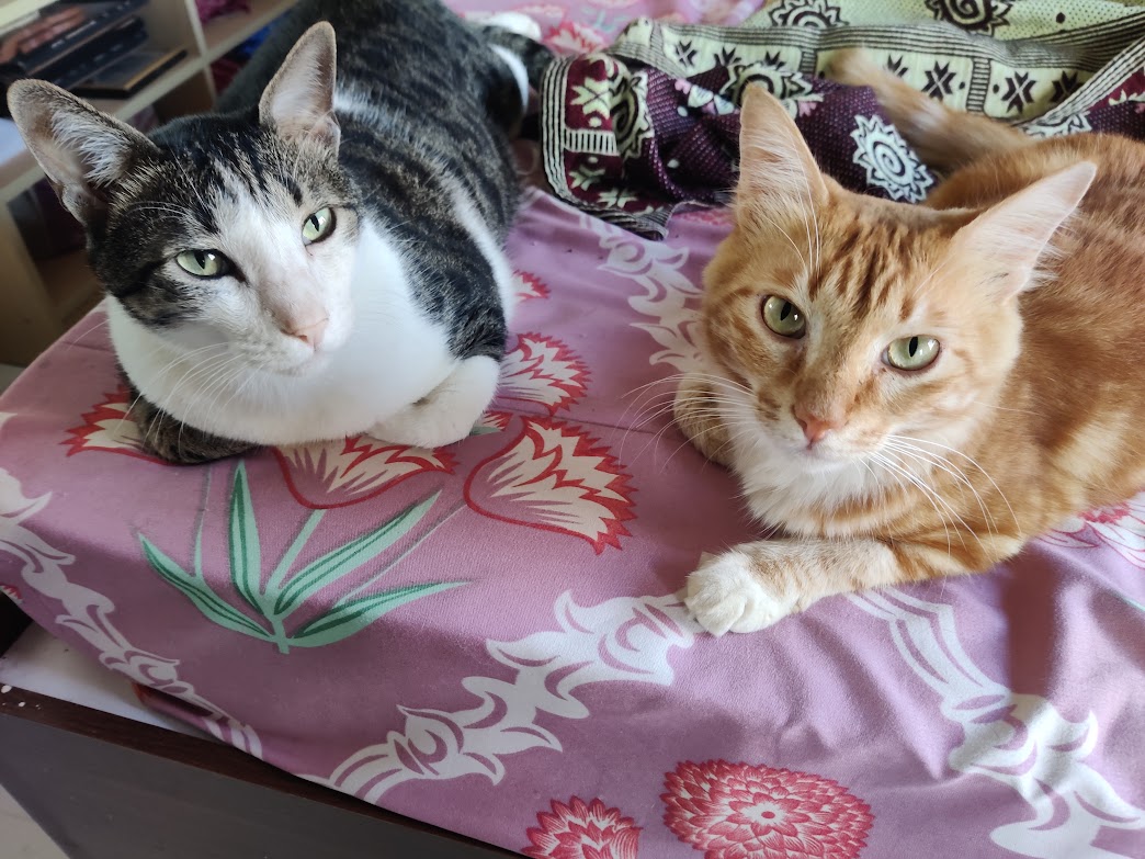 scharada_d's tweet photo. Oooh, my favourite trend! #CatsOnTwitter
#Putta #Kukumai #Laddoo #Bujji https://t.co/hYyuZ1GQdh
