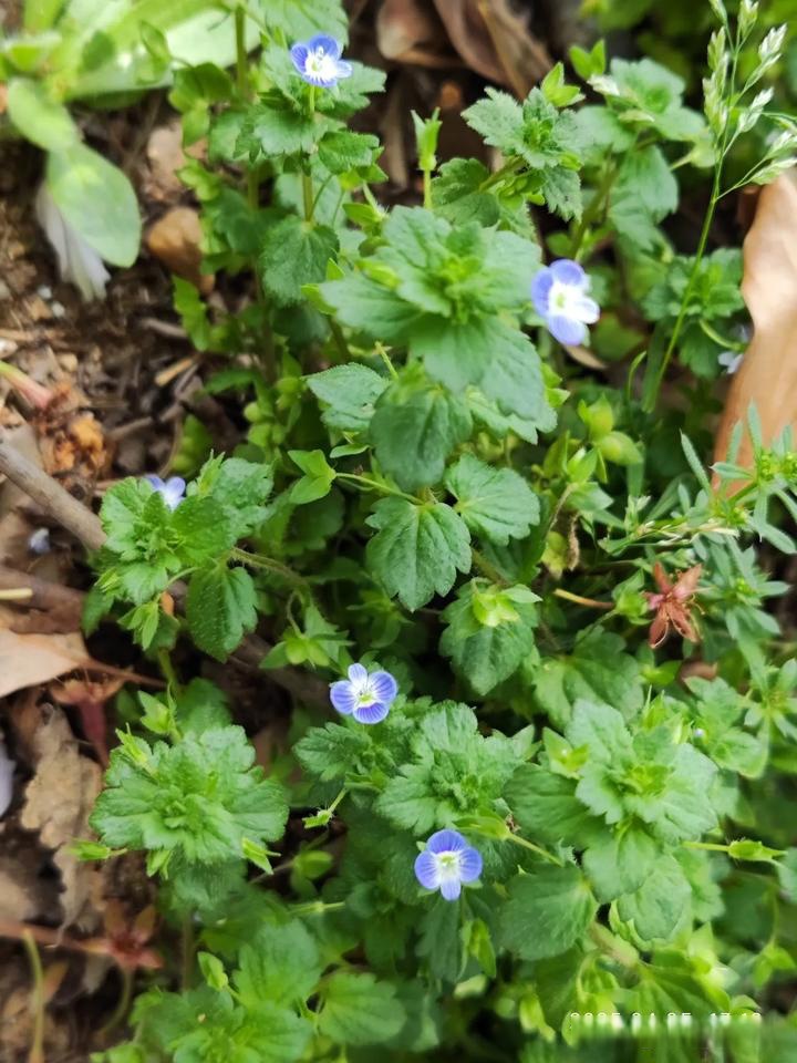AdalbertoExags's tweet photo. El sol brilla, las flores florecen! Primavera ha llegado, días agradables para salir y disfrutar de la naturaleza. https://t.co/kL5aWWgBma
