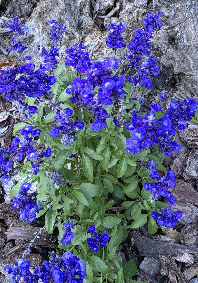 eliblugirl's tweet photo. #lesfleursdujeudi dal mio giardino. https://t.co/7MBCshddv5