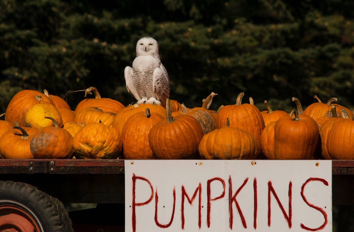 3Owl3Howl3's tweet photo. It's October. https://t.co/OomfsnbAKR