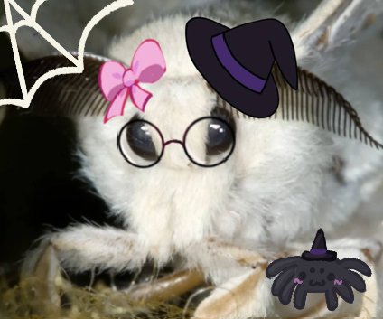 MothHeaven_'s tweet photo. So spooky https://t.co/AR4V8GoFYg