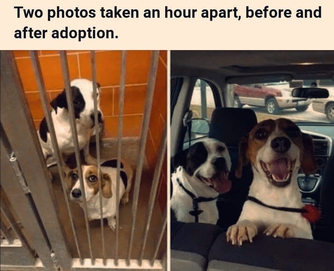 Dalbodog's tweet photo. Two photos taken an hour apart, before and after adoption https://t.co/pgkhlBLWOr
