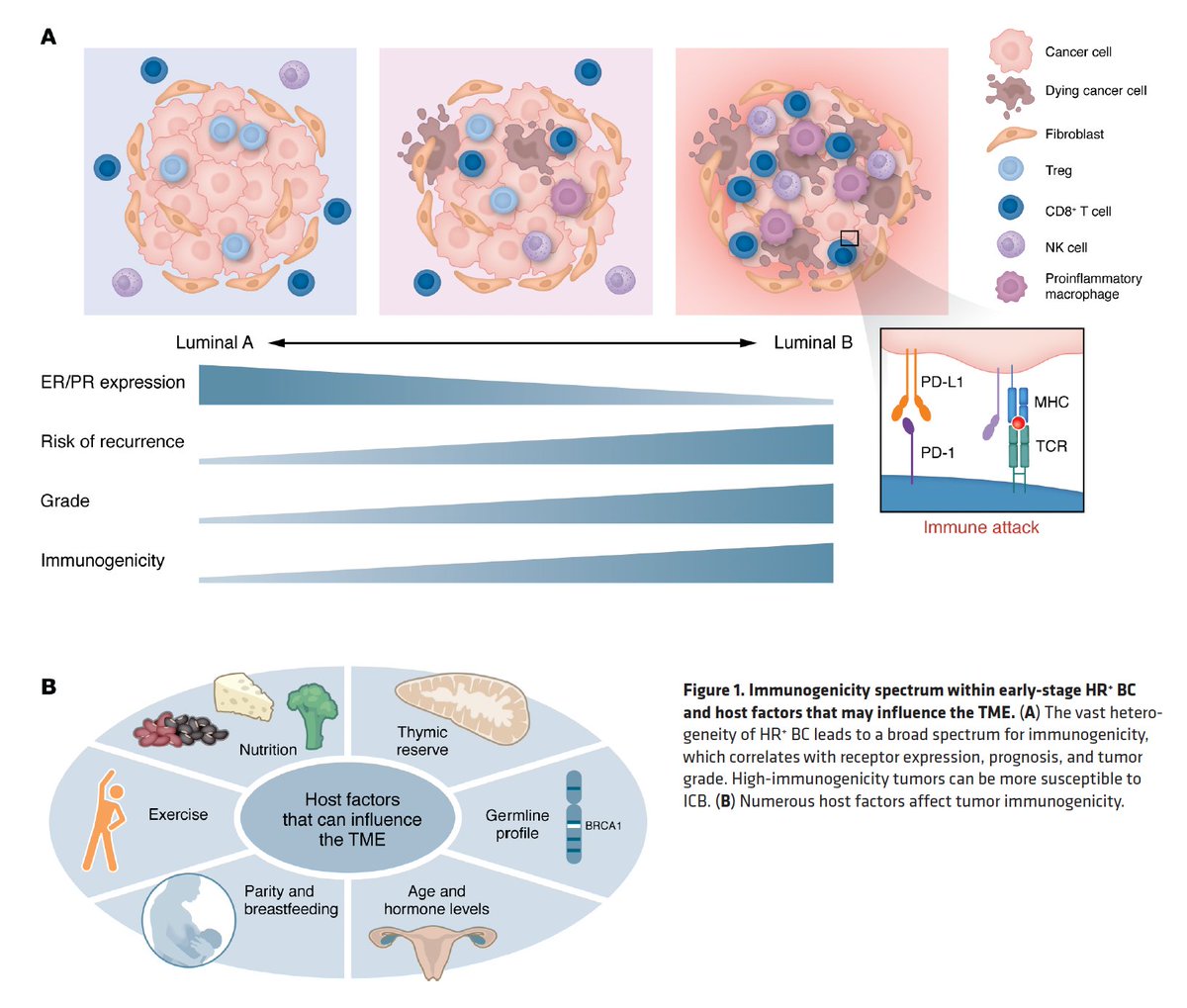 EricTopol's tweet photo. How should immunotherapy be optimally applied for breast cancer? Excellent review of all the work being done in this field, and emphasis of the patient, not just the tumor, immune status (see Figure B below) @jclinicalinvest 
https://t.co/1bqMNY60RM https://t.co/bYsogPicDi